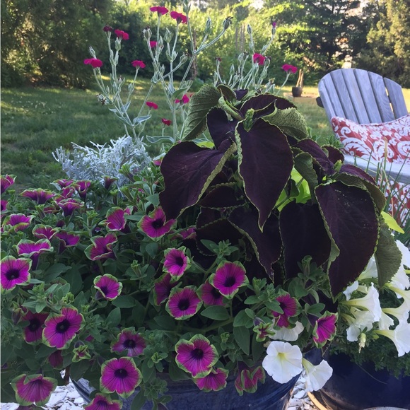 Meet your Posher, Joan - Picture 4 of 4